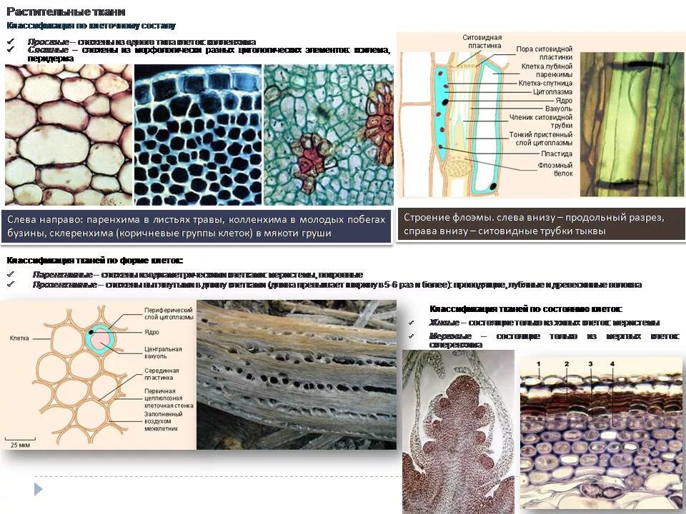 Ткани растений и их характеристика