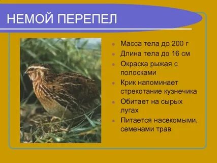 Выдает свое присутствие песенкой