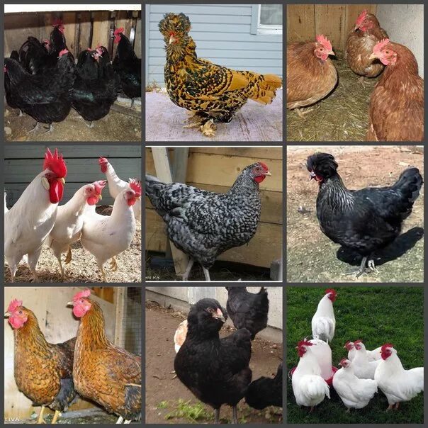 Гс 109 доминант куры. Курица яйценоской породы. Породы кур несушек доминант. Альтштайнер куры. Бентамки куры яйца.
