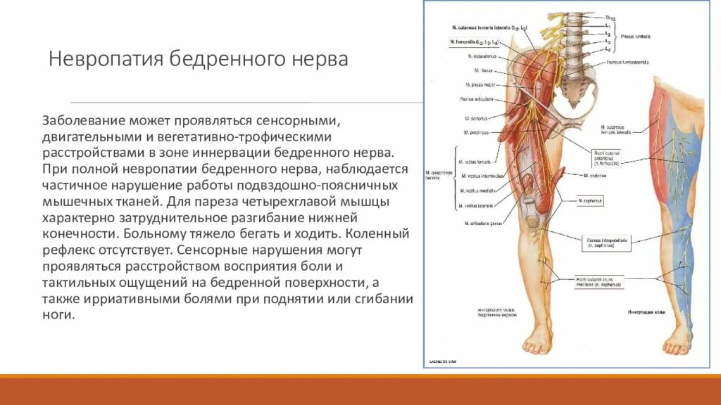 Нейропатия бедра. Подкожный нерв бедра анатомия. Невропатия бедренного нерва анатомия. Неврит бедренного нерва симптомы. Бедренный нерв функции симптомы поражения.