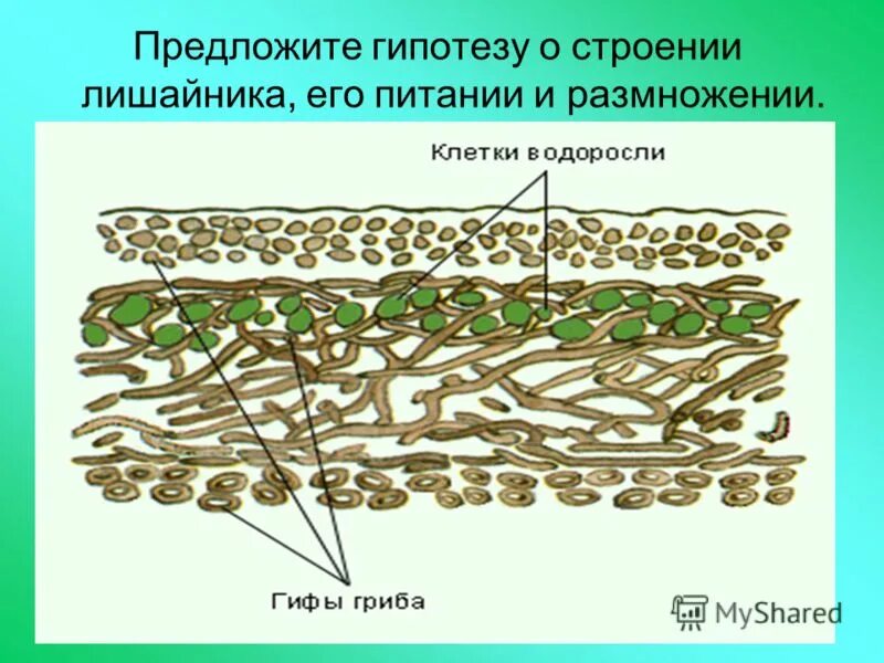 Строение лишайника 5 класс биология. Схема строения лишайника 5 класс биология. Неклеточное строение лишайника. Лишайники размножение схема. Лишайники одноклеточные водоросли и