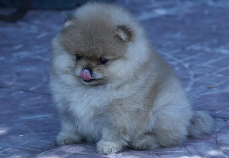 померанский шпиц мини. щенки шпицев пермь. 2 шпица немецких. шпиц полянский. щенки шпицев пермь.