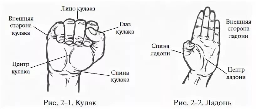Как выглядит тыльная сторона руки Ладонь руки как называется: найдено 89 картинок
