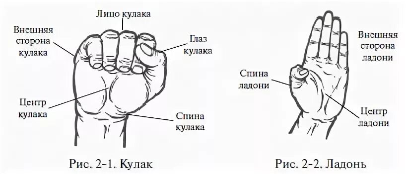 Стороны ладони. Тыльная часть кулака. Тыльная сторона ладони название. Название частей кулака. Кулак с внутренней стороны.