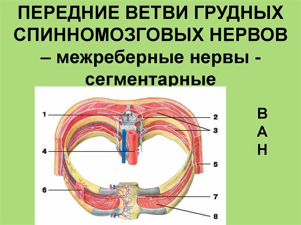 Ветви грудного спинномозгового нерва. Грудные ветви спинномозговых нервов. Передние ветви спинномозговых нервов груди. Межреберные нервы.