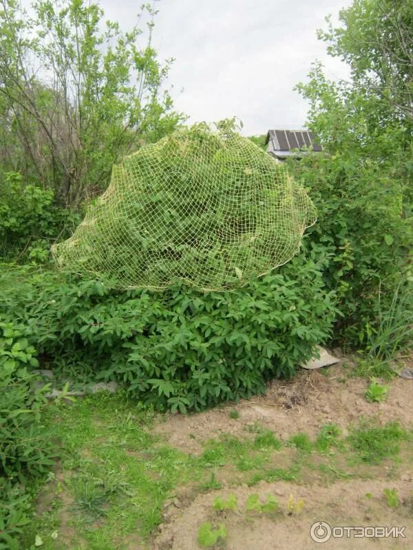 Жимолость съедобная в саду. Кусты жимолости в саду. Жимолость ленинградский великан куст. Жимолость куст саженец. Жимолость на дачном участке.