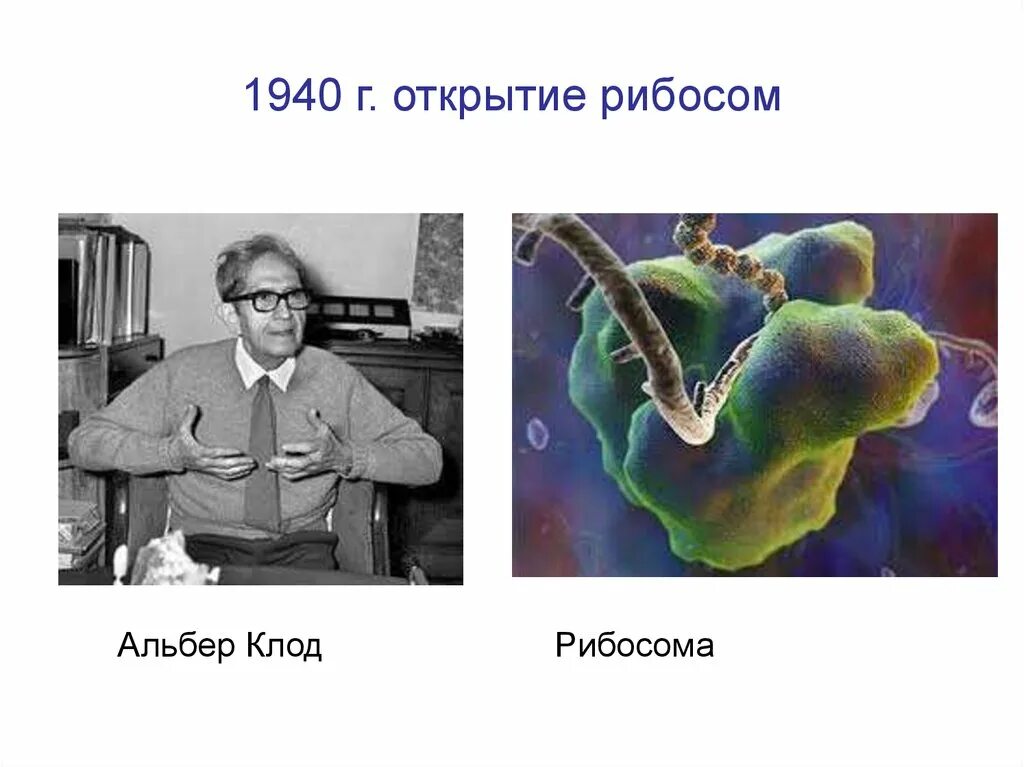 Открытие рибосом. Открытие рибосом. Строение рибосомы егэ. Открытие рибосом. Открытие рибосом.