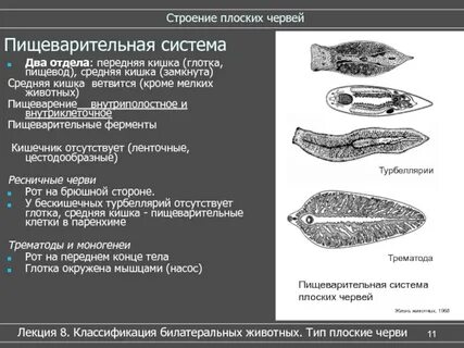 Пищеварительная система ресничных плоских червей