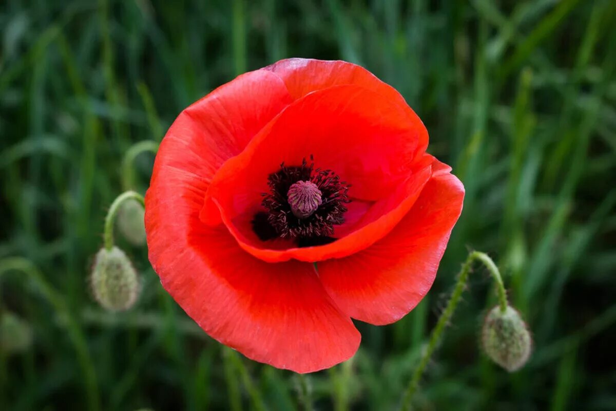 Мак полевой (мак-самосейка. Мак самосейка фото и описание. Papaver rhoeas l. Мак пикоти самосейка. Мак папавер самосейка.