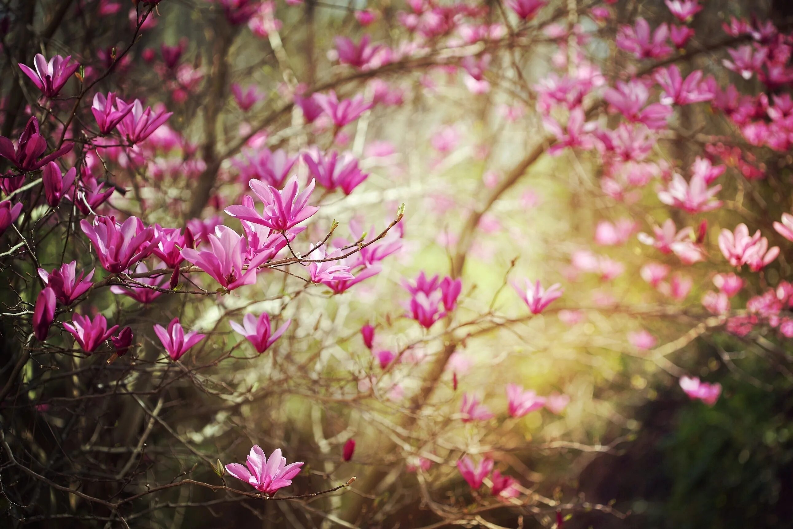 Весеннее фото на заставку. Магнолия розовая. Багульник цветет. Весенняя природа.