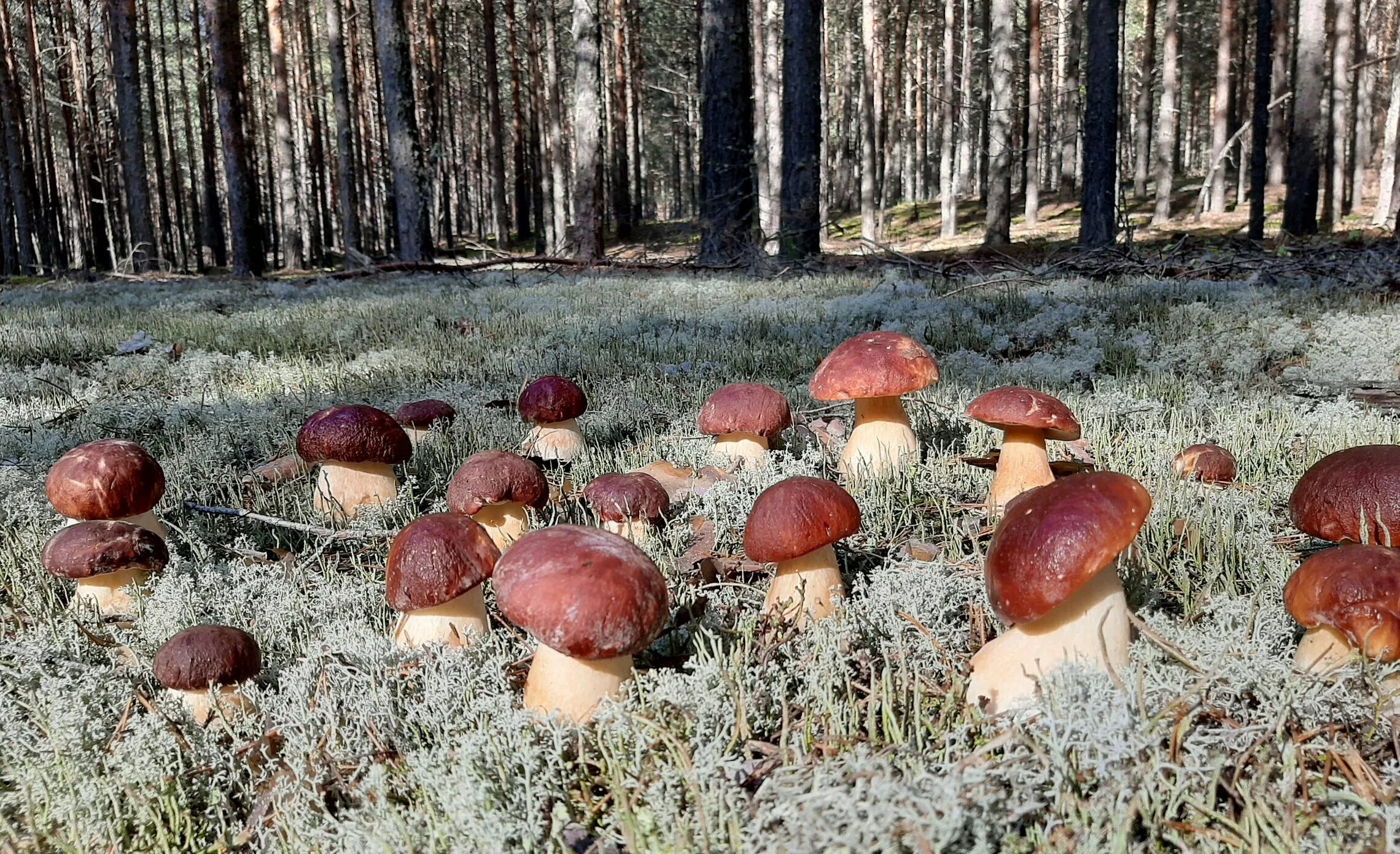 Грибы большими полянами. Белый гриб. Поляна грибов. Грибы Сибири. Белые грибы в лесу.