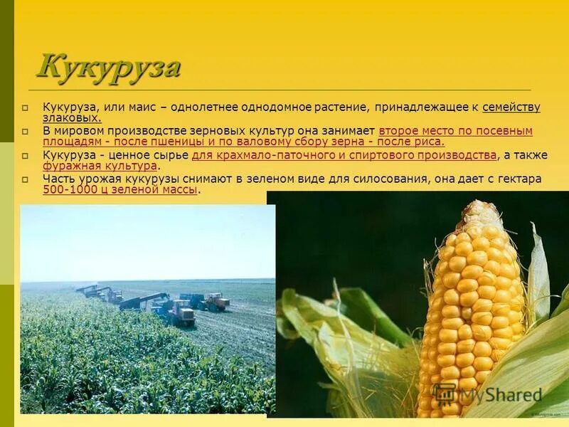 Сообщение про культурное растение 7 класс. Кукуруза культурное растение. сообщение о кукурузе. кукуруза зерновая культура. культурные растения зерновые кукуруза.