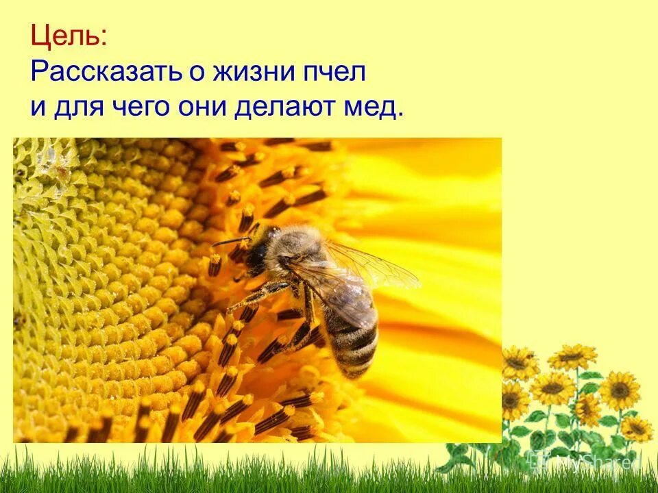 Проект про пчел для детей. Пчела для презентации. Интересные факты о пчелах. Пчела для детей.