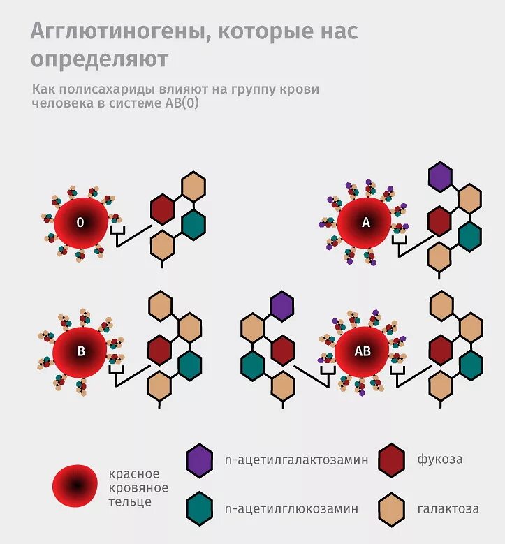 Агглютиногены это. Агглютиногены на мембране эритроцитов. агглютиногены эритроцитов таблица. группы крови агглютинины. схема агглютиногенов и агглютининов.