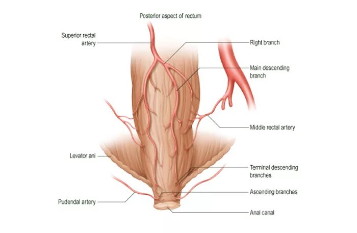 схема артериального кровоснабжения прямой кишки. венозный отток от прямой кишки. артериальное кровоснабжение прямой кишки. прямую кишку кровоснабжают артерии. схема артериального кровоснабжения прямой кишки.