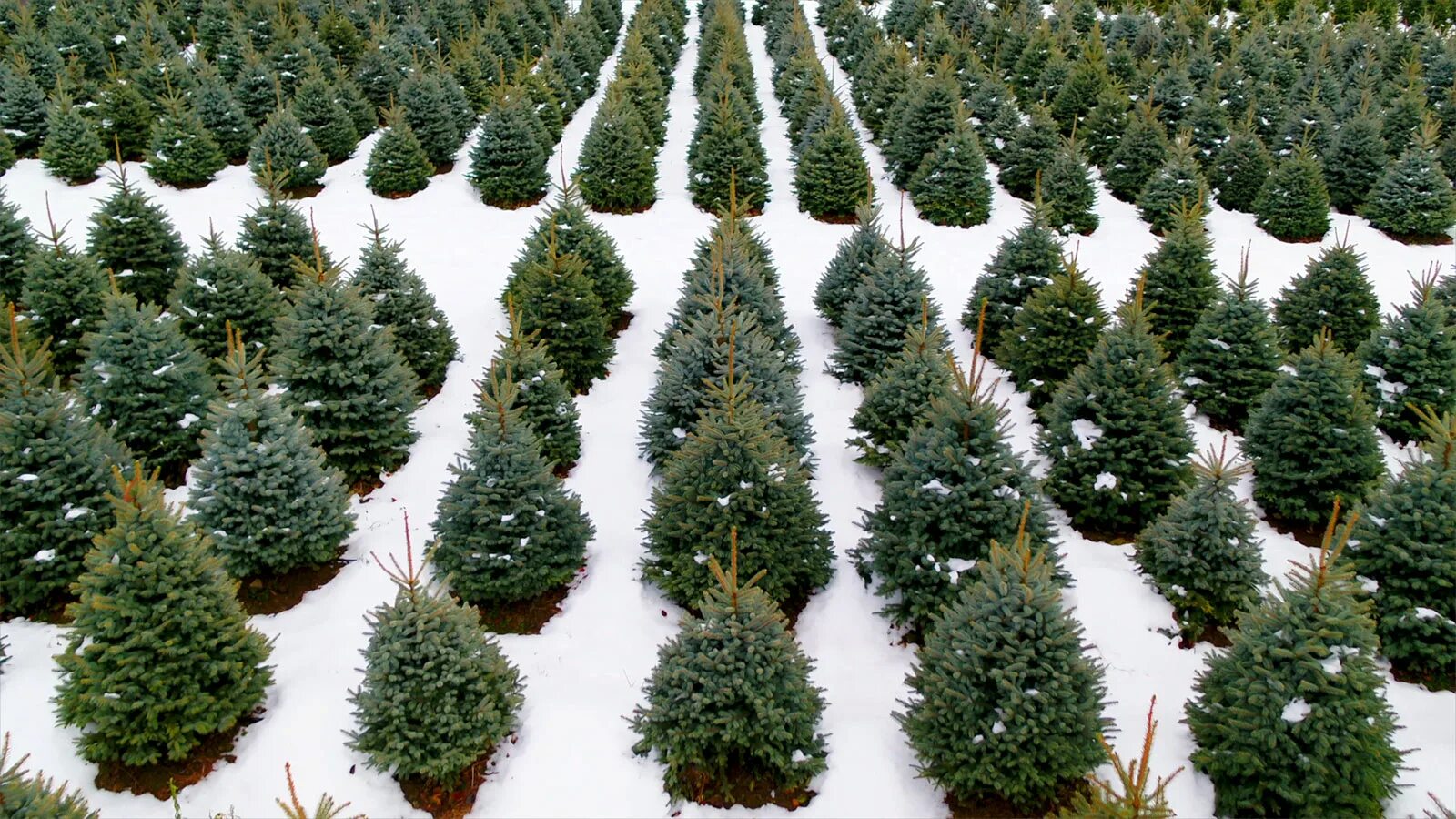 В питомнике 360 елей. Yew Tree Farm ферма. Армавирский питомник хвойных растений. Ель канадская Коника. Питомник для ёлочек.