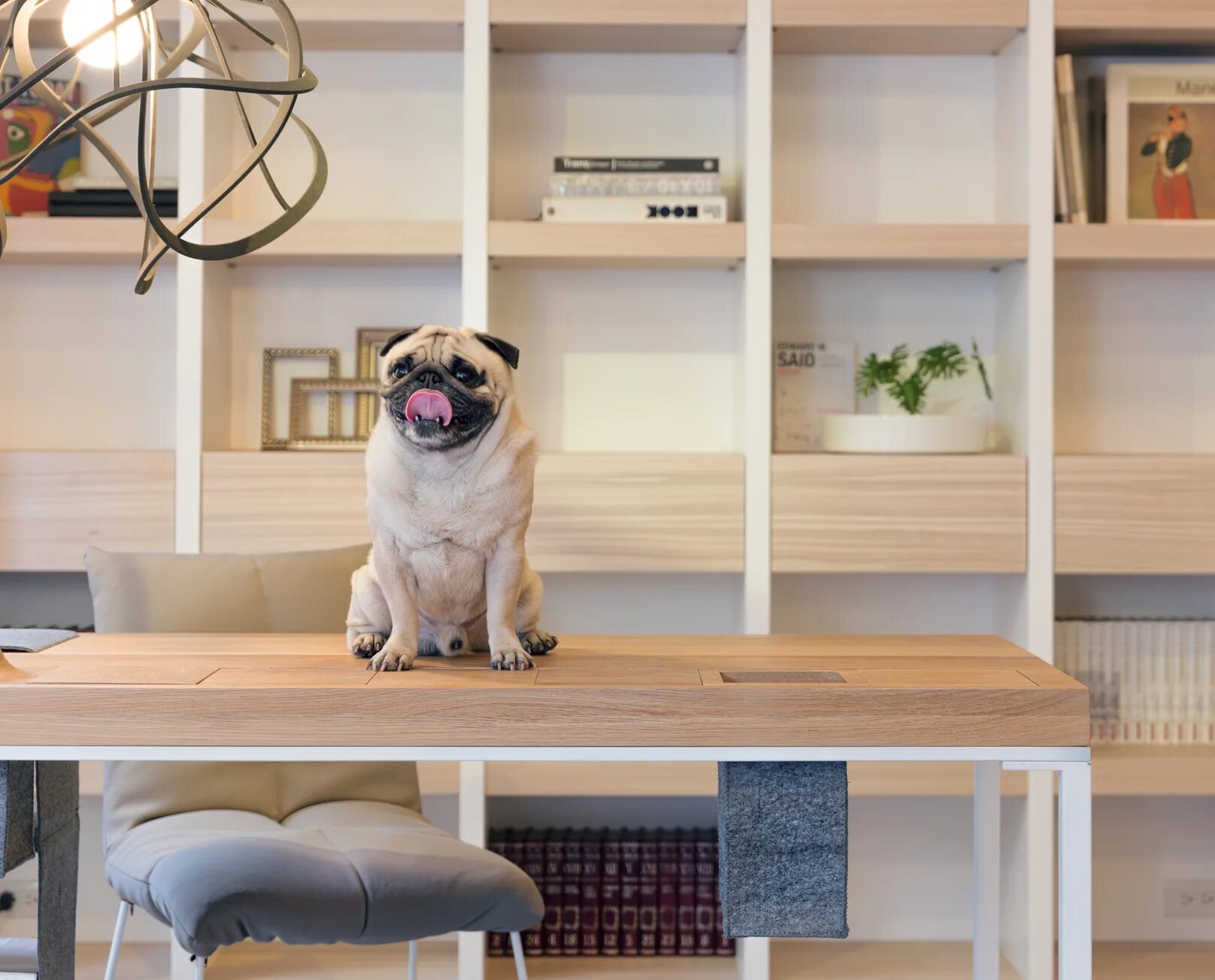 Комната для собак. Dog in the Living Room. Как организовать пространство с животными. Идеи для Pet проектов.