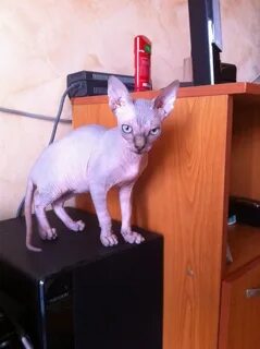 Не линяющие породы кошек