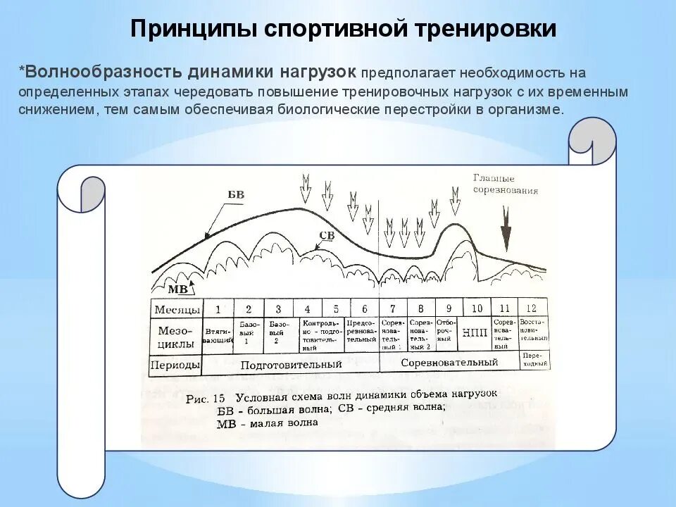 Уровень тренировочной нагрузки в. Принципы процесса спортивной тренировки. Принцип волнообразности динамики нагрузок. Периодизация спортивной тренировки. Биологические принципы спортивной тренировки.