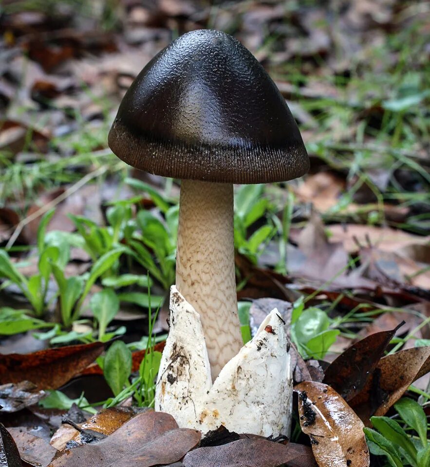 Черная поганка гриб. Поплавок чёрный (Amanita pachycolea). Поганка гриб темная. Поганка навозник. Трубчатая поганка