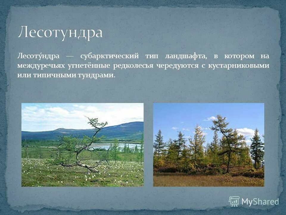 Лесотундра особенности природной зоны. Рельеф лесотундры в России. Растительность лесотундры. Лесотундра климат. Субарктический лес.