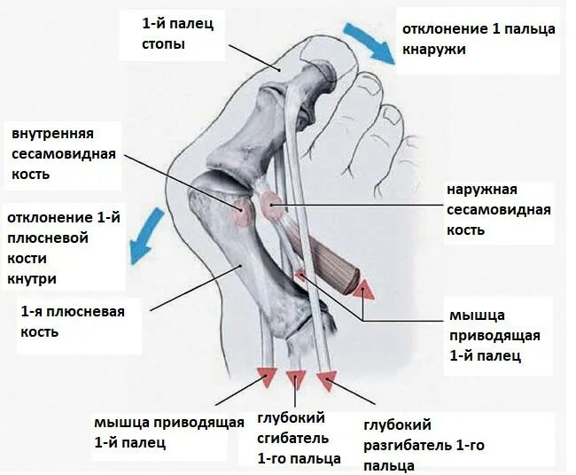 Кости большого пальца ноги. Сустав большого пальца ноги. Болят кис