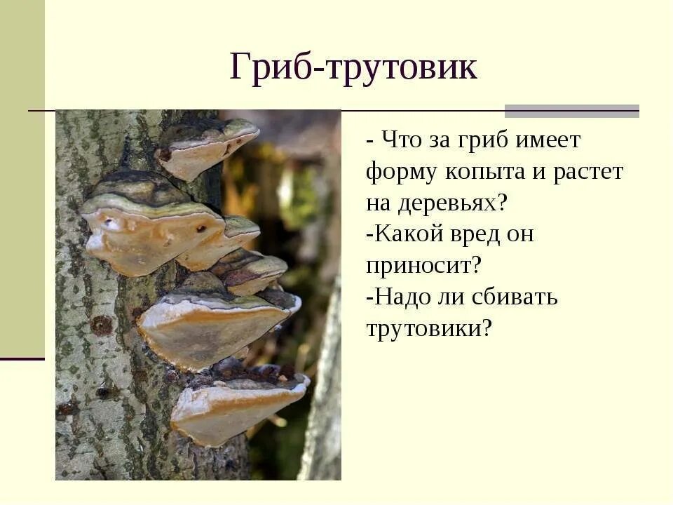 Грибы паразиты наносят большой вред. Трутовик гриб паразит. Трутовик плоский трутовики. Плоский трутовик (Ганодерма).. Грибы трутовики биология 5 класс.