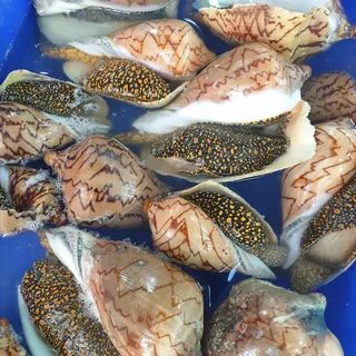 Где дешевле морепродукты