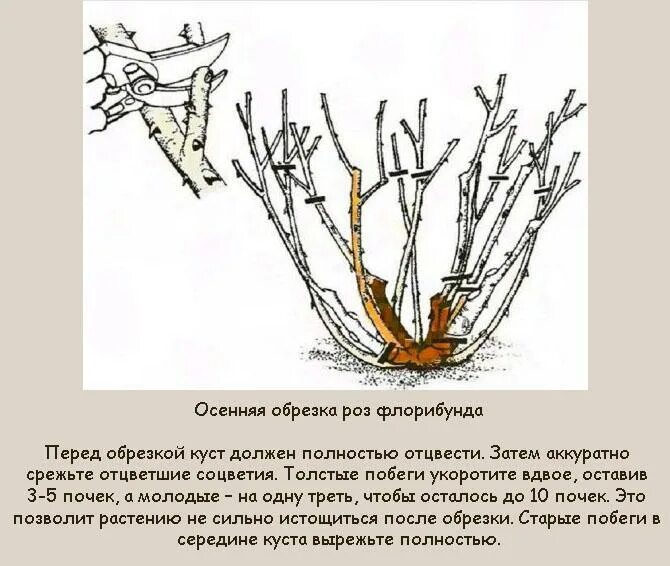 Сколько сантиметров обрезать