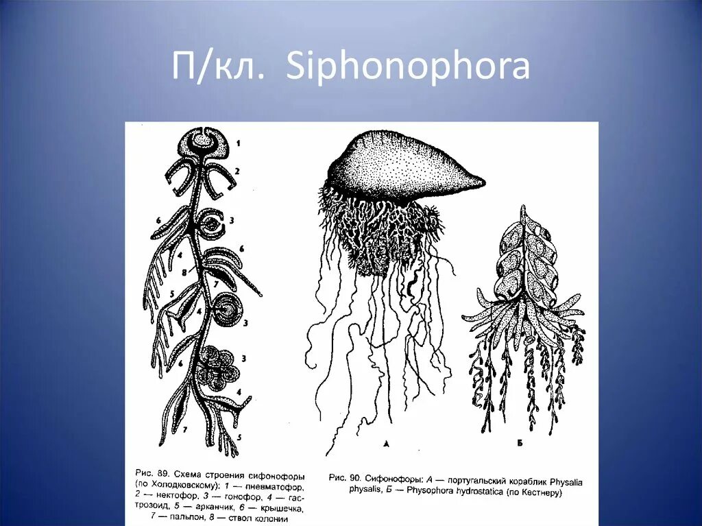Сифонофоры это 3 класс литературное чтение. Сифонофоры строение колонии. схема строения сифонофоры. сифонофоры строение. сифонофора схема.