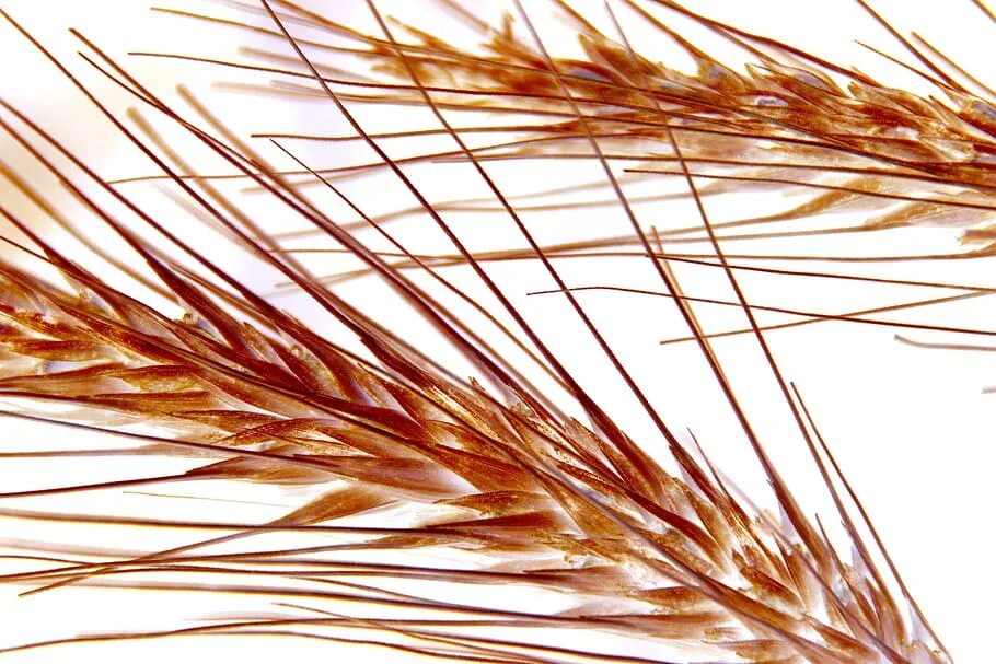 Колосок с маком. Пшеничное поле. Пшеница фото. Пшеница. Цветы в пшеничном поле.