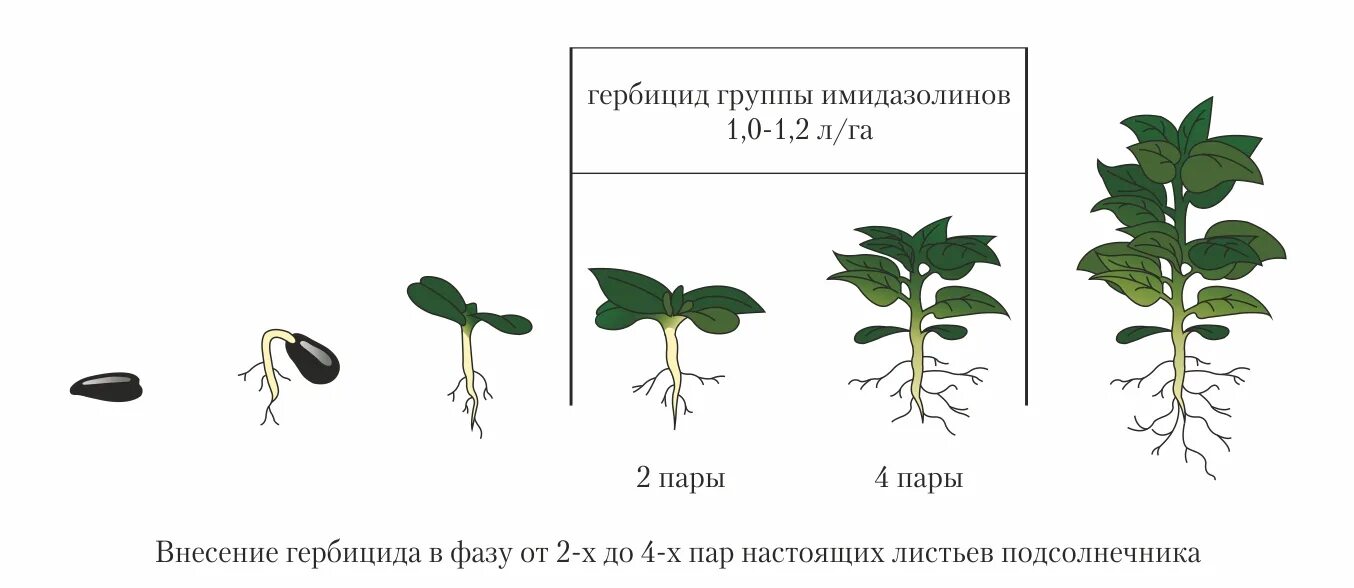 Фаза первых настоящих листьев. Фазы роста подсолнуха. Рассада томатов семядольные листья. Пикировка томатов семядольные листья. Пикирование рассады что это.