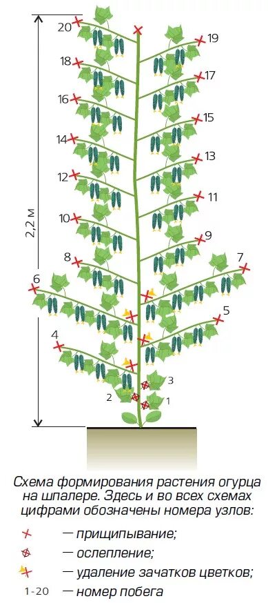 Посадка огурцов в теплице дни. Схема формировки огурцов в открытом грунте. Формирование огурцов в теплице в один стебель схема. Схема формировки огурцов в теплице. Формировка огурца в теплице схема.