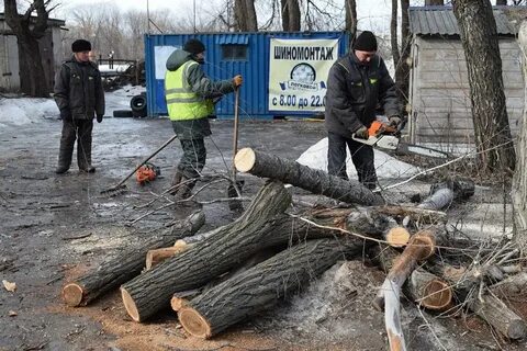 Штраф за срубленное дерево