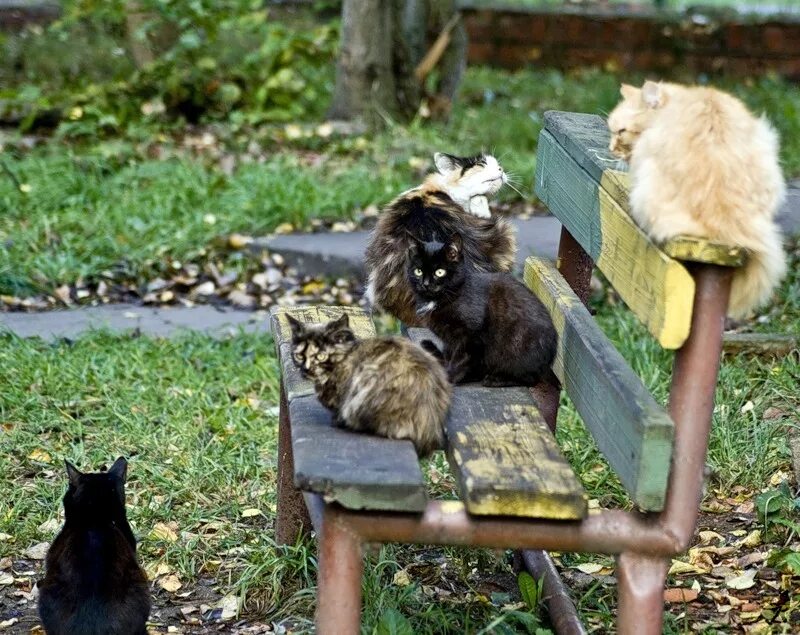 Коты и кошки на улице. Кошка во дворе. бездомные кошки. двор котик. бездомные кошки во дворах.