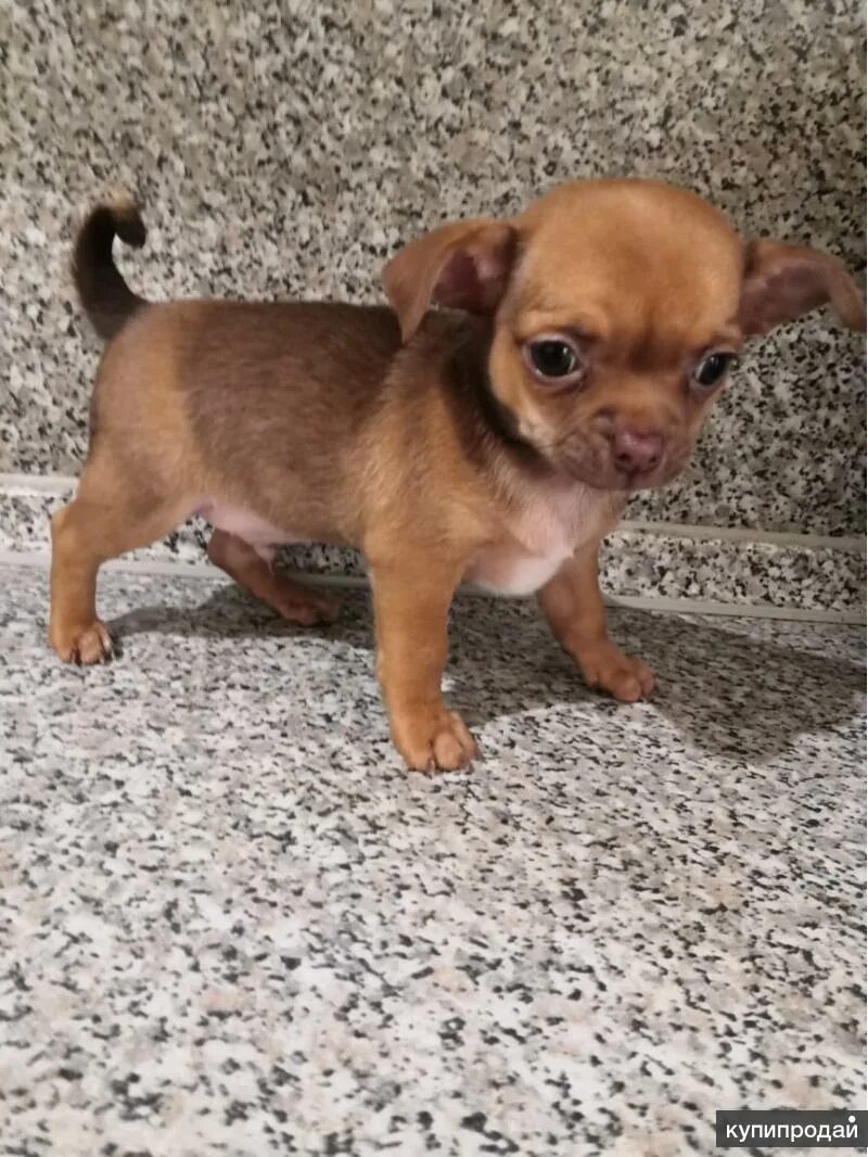 Мальчик чихуахуа купить. Возьму чихуахуа саранск. Собака чихуахуа. Чихуахуа калуга. Чихуахуа калуга.