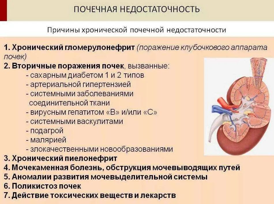 Ишемия почек. Хроническая почечная недостаточность развивается при хроническом. Почечная недостаточность при подостром гломерулонефрите. Почеченач недостатоочь. Хроническая почечная недостаточность (ХПН).