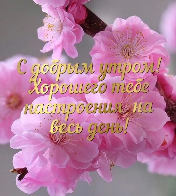 Доброе утро картинки с верою. Пожелания наташеньке доброго утра. открытки доброе утро наташенька. с добрым утром наташенька цветы. хорошего дня наташенька.