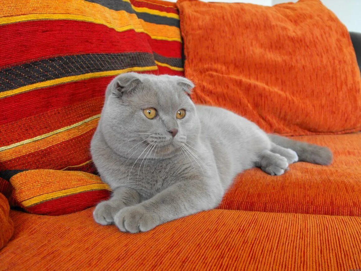Сколько живет шотландская кошка в домашних условиях. Британская короткошёрстная вислоухая. Британская вислоухая кошка. Британский вислоухий кот. Британский короткошерстный вислоухий кот.