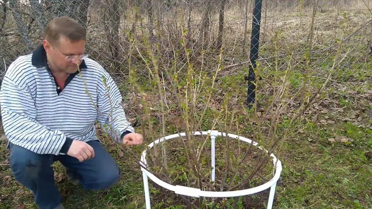 Как сделать из труб для смородины. Кустодержатель пион011913. кустодержатель разборный (металл+береза h670*ш600). подвязка кустов смородины и крыжовника. подвязка смородины и крыжовника.