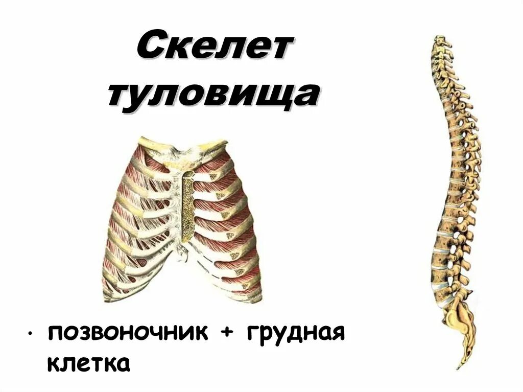 Скелет туловища человека анатомия. Строение скелета туловища. Строение скелета туловища человека. Кости составляющие скелет туловища.