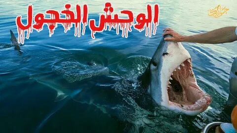 Attack shark x6