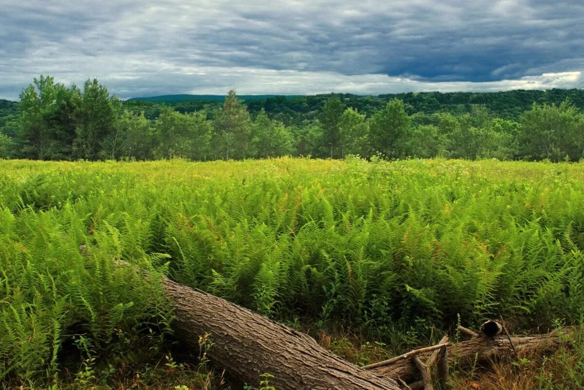 Распределение площади лесного фонда по категориям земель. Лесные и нелесные земли. Лесные ресурсы. Земли на которых расположены леса. Лесные массивы республики коми.