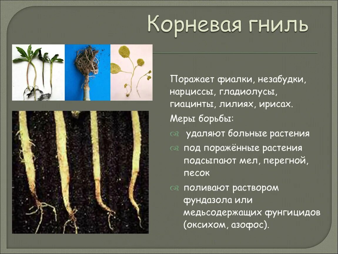 Корневая гниль в теплице как избавиться. Офиоболезная корневая гниль. офиоболезная корневая гниль пшеницы. обыкновенная корневая гниль. гельминтоспориозная корневая гниль.