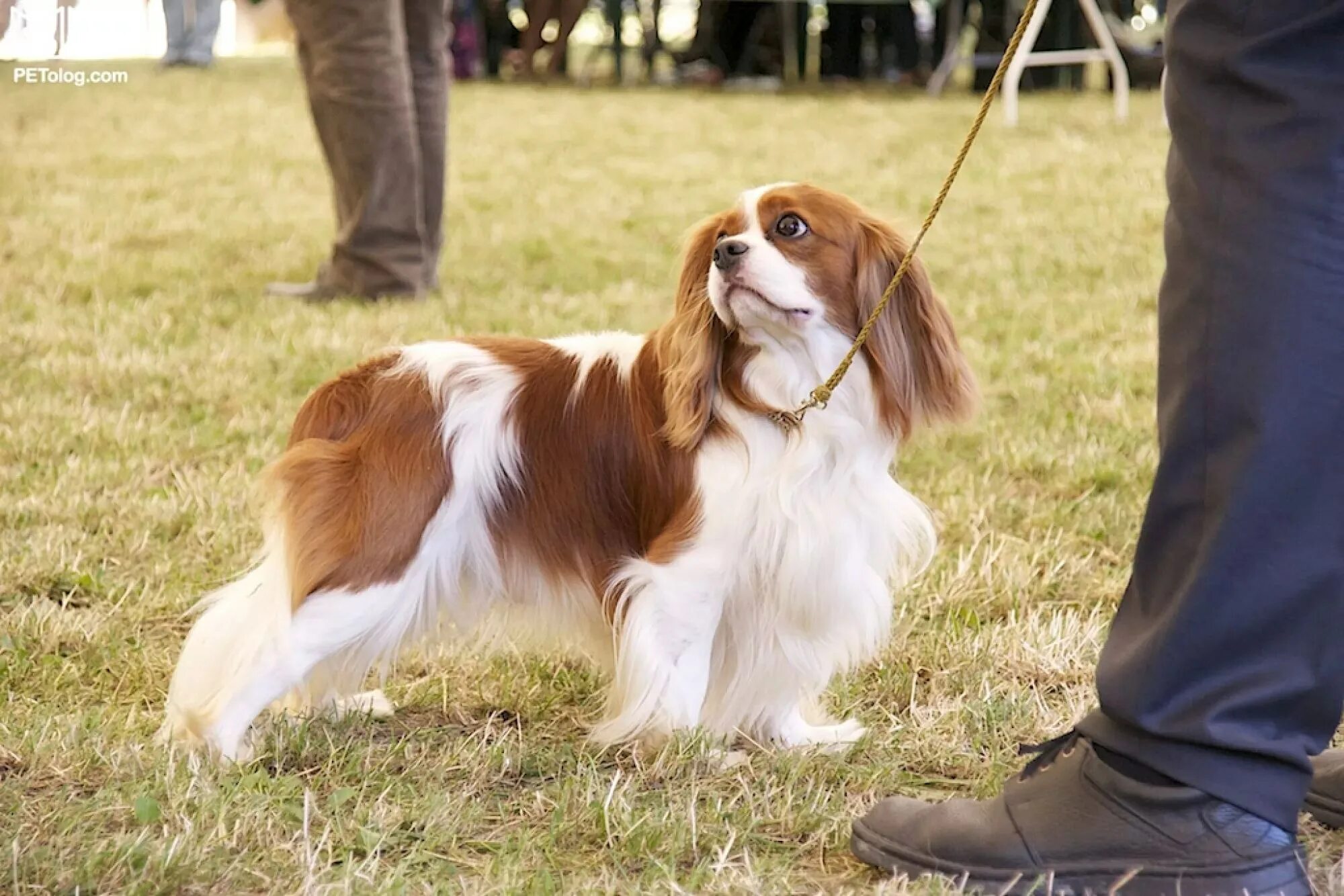 Гончие собаки породы гамильтон. Порода компаньон. Средние собаки компаньоны. Собака компаньон среднего размера. Порода майло джек рассел терьер.