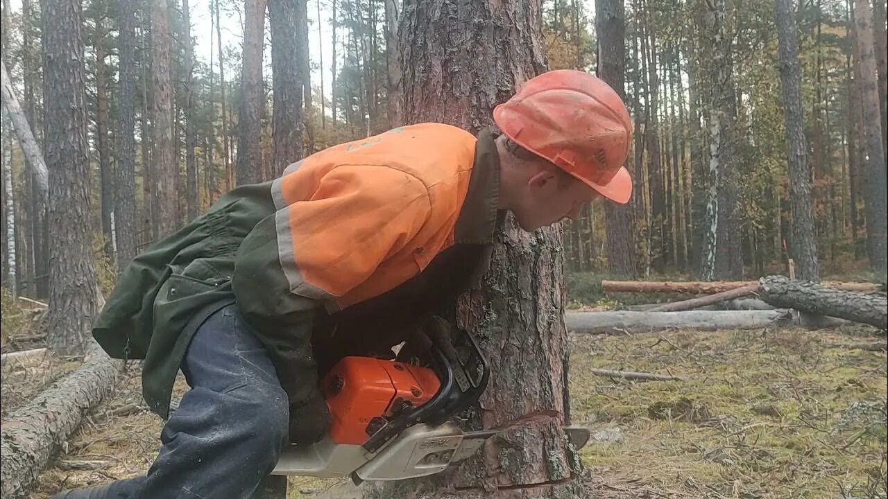 Видео валка. Валка огромных деревьев. Валка леса бензопилами видео. Приспособление для валки леса. Спортивная валка леса.