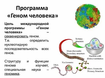 Гене т