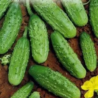 Огурец сорта конкурент