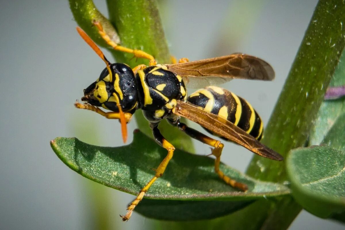 Насекомое пчела 2 класс. Wasp Оса. Жалящие насекомые Шершень. Шершень и Оса. Wasp Шершень.