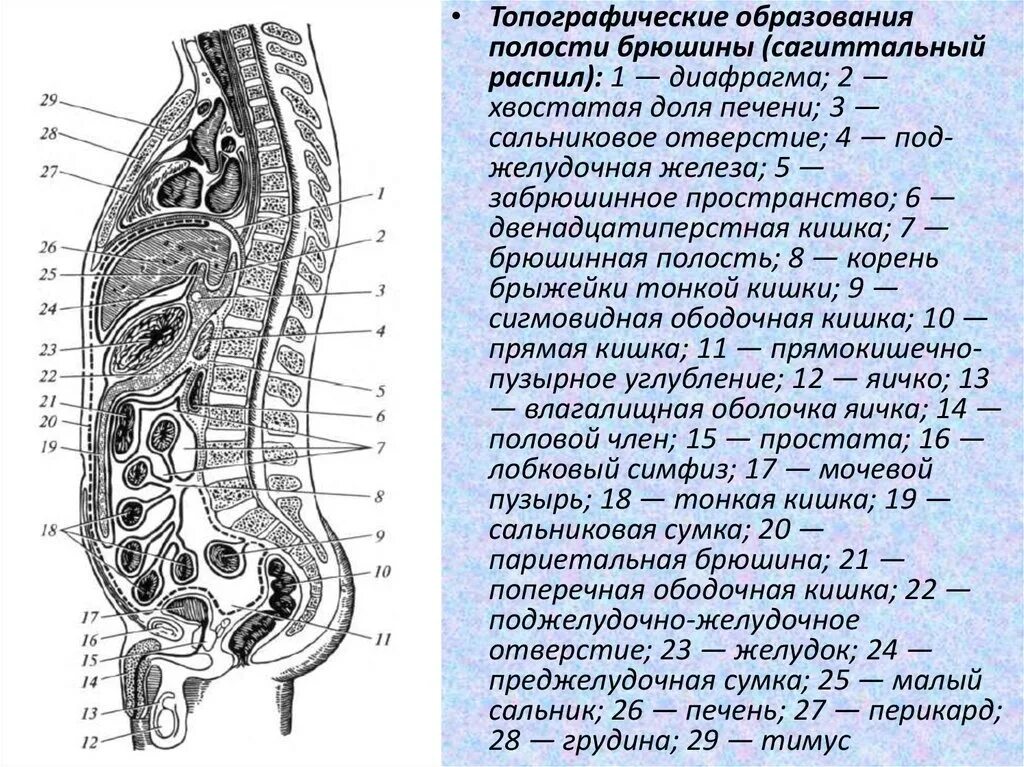 Строение брюшины топографическая анатомия. Ход брюшины на сагиттальном разрезе. Брюшная полость париетальная брюшина. Листки брюшины анатомия. Яички в брюшную полость